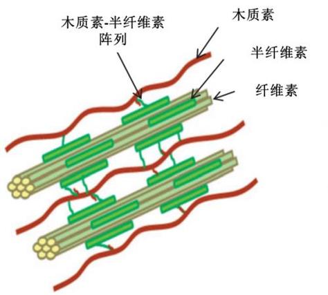 纤维素经酶解处理释放出的葡萄糖,最后葡萄糖进入乙醇发酵途径生产