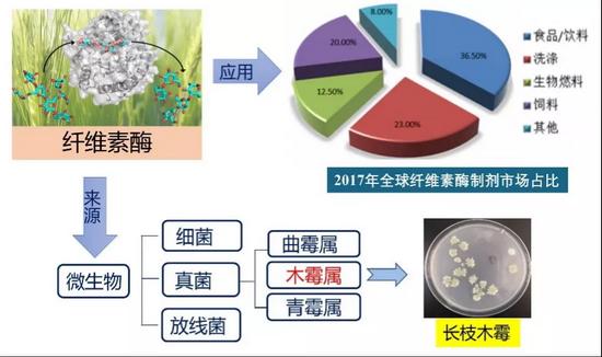 生物质纤维素通过纤维素酶水解和微生物发酵可生产生物燃料乙醇,它