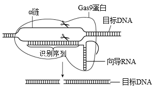 【加试题】纤维素分子不能进入酵母细胞,为了使酵母菌能够利用环境中的纤维素为原料生产酒精,构建了含3种不同基因片段的重组质粒,下面是酵母菌转化及纤维素酶在工程菌内合成与运输的示意图。下列相关叙述错误的是( )