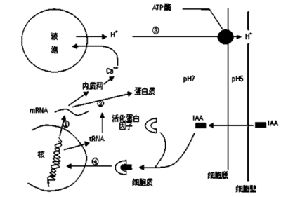 【生物--选修1 生物技术实践】(1分)纤维素酶对于能否实现乙醇工业化生产、处理服装面料等具有重要的意义,研究者初