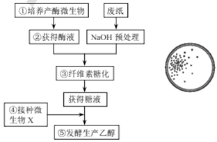 分离筛选降解纤维素能力强的微生物对于解决秸秆等废弃物资源的再利用和环境污染问题具有理论和实际意义。研究人员从土壤和腐烂的秸秆中分离筛选出能高效降解纤维素的菌株,