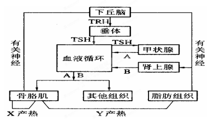 生物乙醇是以生物为原料生产的可再生能源.我国利用农作物废弃物生产乙醇.其技术流程为:纤维素酶分解→酵母菌发酵→蒸馏→成品.如果向含有纤维素培养基中加入刚果红染液时.刚果红会与纤维素形成红色复合物.而呈--精英家教网--