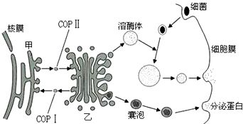 为了实现废物资源化.人类正努力将废纸中的纤维转化为一种新的资源 乙醇.其基本流程如图所示.请回答相关问题 1 自然界中①环节需要的产酶微生物大多分布在富含纤维素的环境中